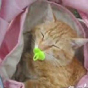 Meet your Posher, Jackson